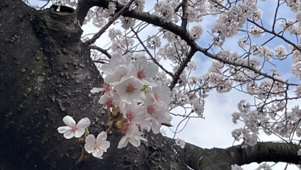 桜の花は・・